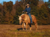 Kuda jantan, Quarter Horse — foto 2