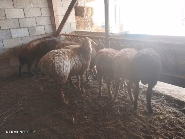 Sheep, Rhon sheep