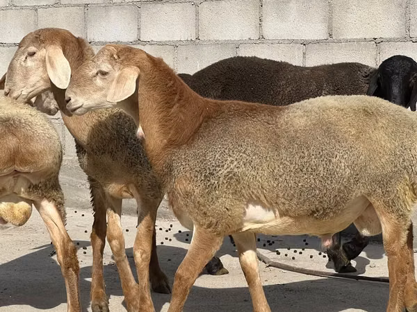 Ram, Arashan sheep — Kyrgyzstan