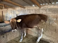 Αγελάδα, Swiss cattle — φωτογραφία 1