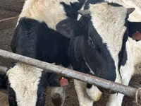 Banteng, Holstein breed — foto 7