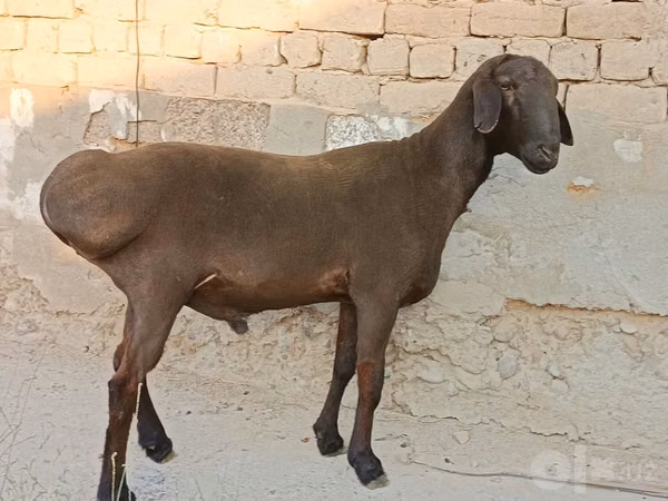 Ram, Hissar sheep — Uzbekistan