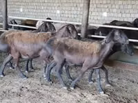 میش, Ordabasy sheep — عکس 2