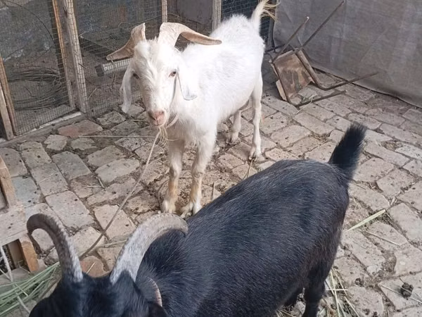 Буз, Alpine goat — Ӯзбекистон