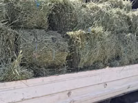 Balot de lucernă — 사진 2