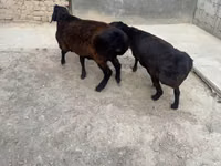 公羊, Sheep — 照片 2