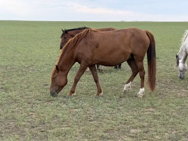 Mare, Horses — Kazakhstan