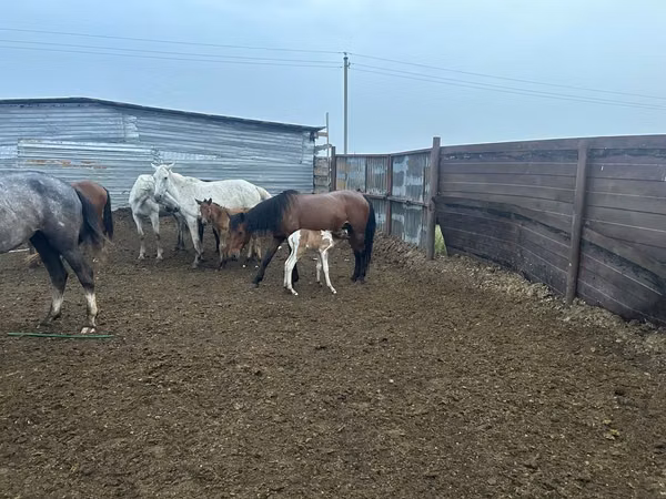 Mare, Horses — Kazakhstan
