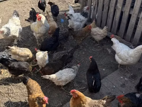 Chickens — Kyrgyzstan