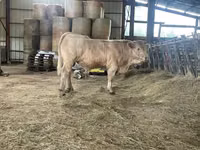 公牛, Charolais cattle — 照片 4