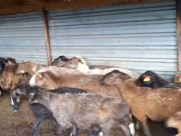 Ram, Adal sheep
