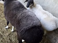 Ram, Sheep — photo 2