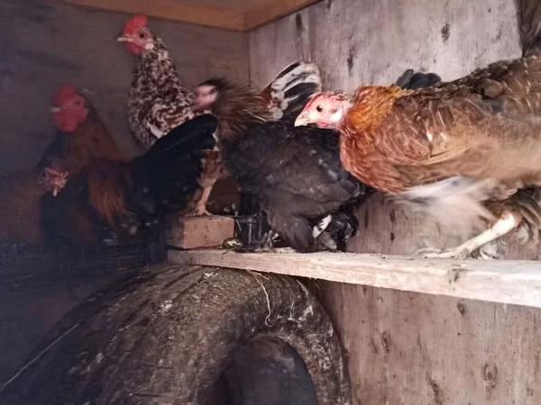 Chickens — Azerbejdżan