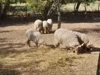 Sheep, Racka sheep — photo 3