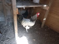Chickens — foto 1