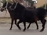 Farasi dume, Farasi — picha 1