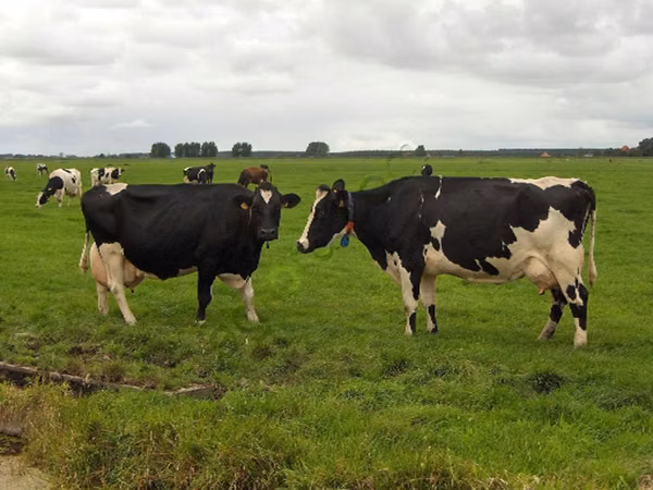 Cow, Holstein breed — Russia