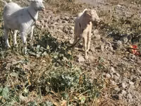 Буз, Saanen goat — акс 4