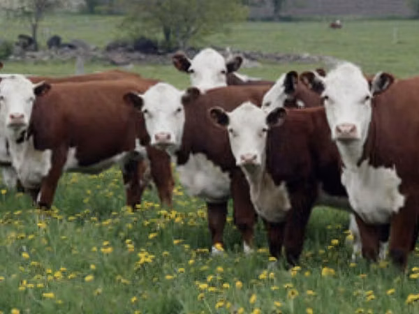 Cow, White-headed Ukrainian