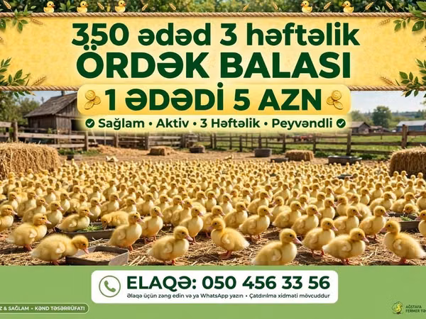 Ducks — Azerbaijan