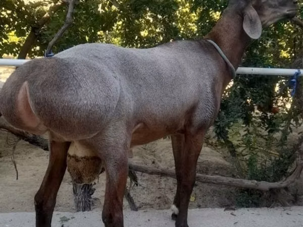 Ram, Sheep