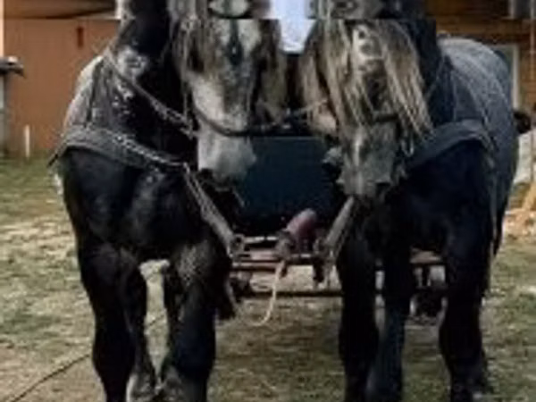 Horse (M), Percheron