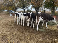 Bull, Russian Black pied cattle — photo 2