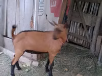 Billy Goat, Goats — photo 2