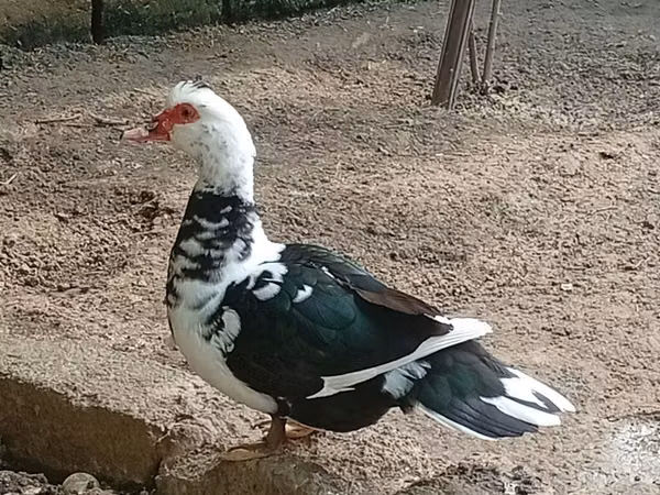 مسکوی خانگی — جمهوری آذربایجان