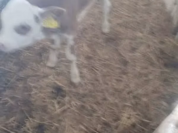 Bull, Holstein breed