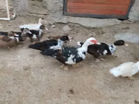 Ducks — photo 7