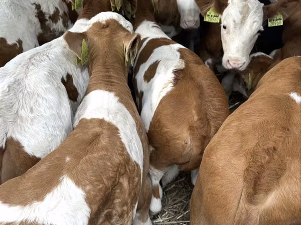 Bull, Simmental cattle