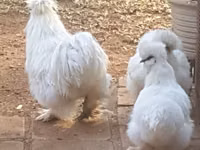 Silkie — foto 7