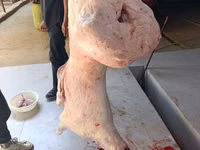 Kambing jantan, Sheep — foto 6