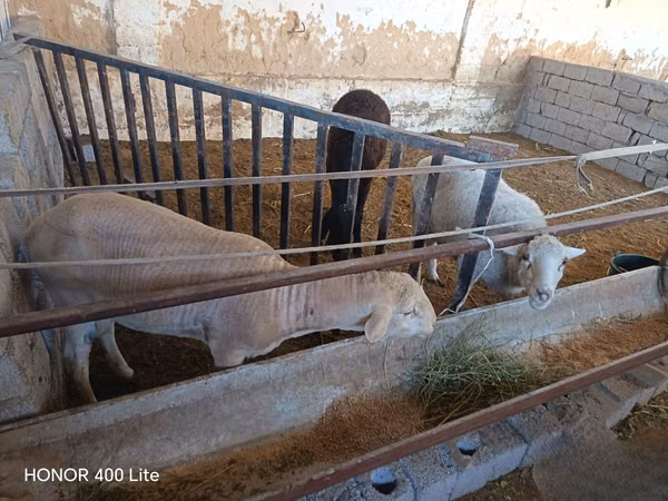 Får, Merino sheep
