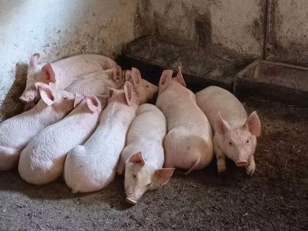 Sow, Pigs — Hungary