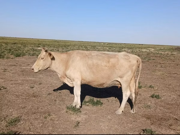 Vache, Latvian Blue cattle — Kazakhstan