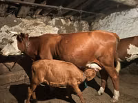 Vaca, Latvian Blue cattle — foto 5