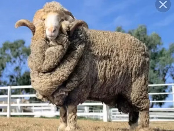 Kambing jantan, Sheep — Kazakhstan