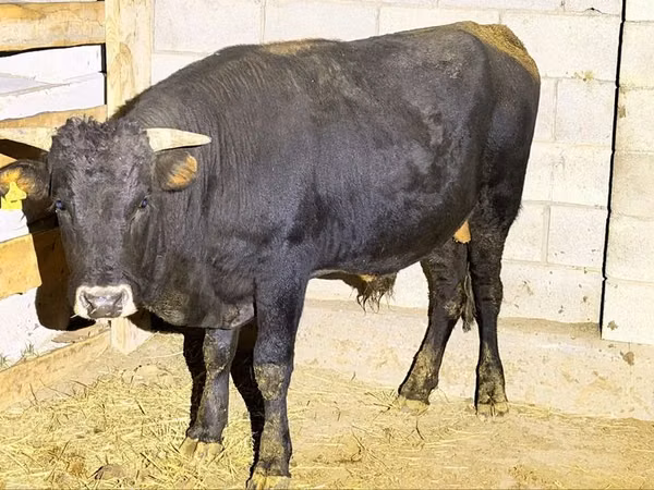 Bull, Aberdeen-Angus — Kazakhstan