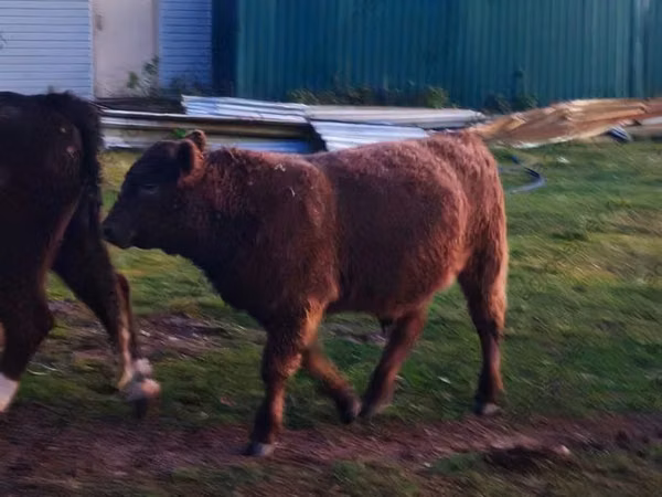 Bull, Galloway cow