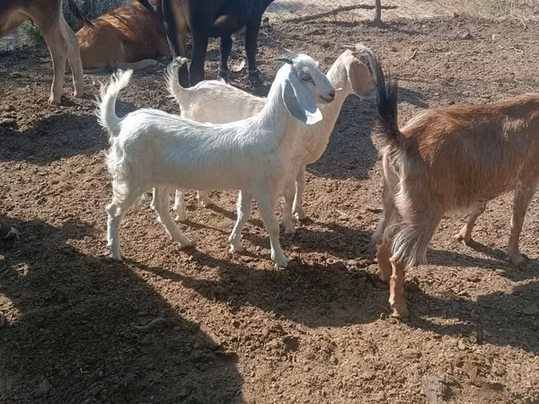 Goat, Goats — Kyrgyzstan