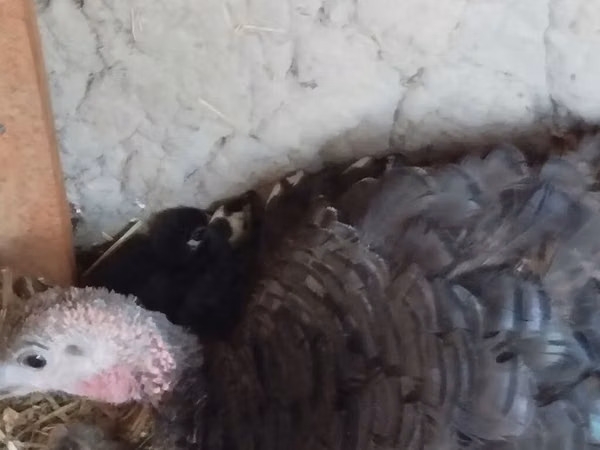 Turkeys — Kirgistaan