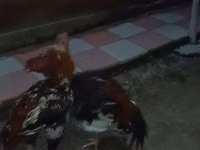 Chickens — photo 2