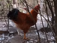 Chickens — photo 1