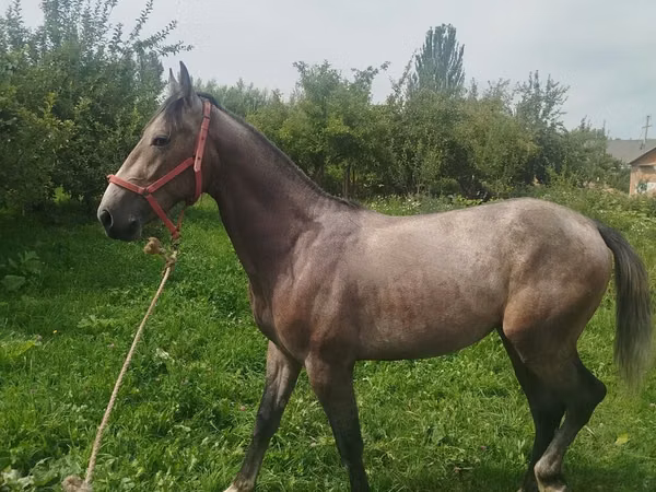 Horse (M), French Trotter — Kyrgyzstan