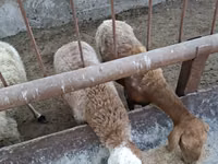 Biri-biri betina, Sheep — foto 8