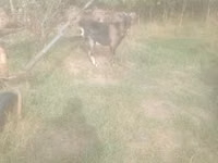 Billy Goat, Goats — photo 4