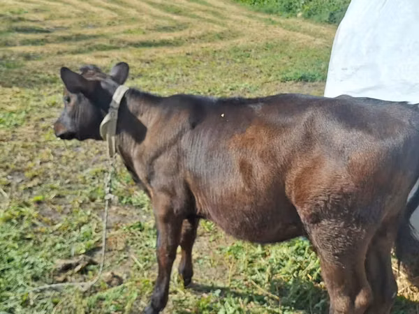 Cow, Jersey breed — Moldova