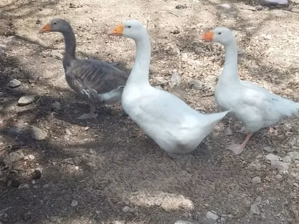 Geese — Кения